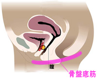 骨盤底筋のしくみ