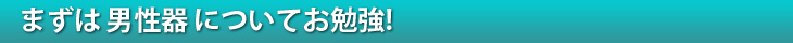 まずは男性器についてお勉強！